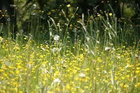 Graspollen allergie het is bekend dat er mensen met een allergie voor graspollen zijn die ook een allergie ontwikkelen voor planten uit de nachtschade familie. Hooikoorts Wat Is Het En Wat Helpt Praktijk Cg