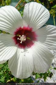 Image result for Hibiscus mechowii