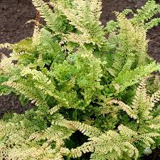 Image result for Polystichum sinense