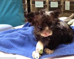 Kitten Fighting For Its Life After He Was Set On Fire And Left In A Park Tiere See