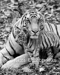 Black And White Baby Tiger Pictures Baby Tiger And Mom Photo Black And White Print Baby Animal Photograph Wildlife Photography Safa Products Baby Animals Wildlife Photography Animals