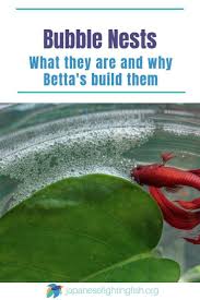 Betta Fish Bubble Nests Everything You Need To Know In 2020 With Images Betta Fish Tank Betta Betta Fish
