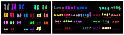 Since many awareness campaigns share the same color or have various alternate colors, it is important to learn what cause you are actually supporting. Cancer Autophagy Relationship Turned Upside Down