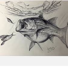 This bass fish wall art is the perfect décor for your room, bringing a touch of Pencil Cool Drawings Of Fish Novocom Top