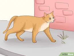 Rob sharp of hillsboro, ohio, answers your pet questions. How To Tame A Stray Cat With Pictures Wikihow