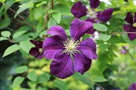Frühblühende clematis haben den vorteil, dass sie bereits jetzt in voller blütenpracht stehen und daher nicht von ihnen zurückgeschnitten werden müssen. Clematis Schneiden Anleitung Gartendialog De