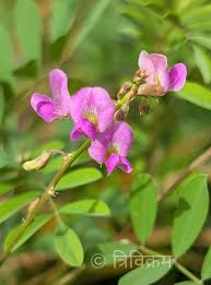 Image result for Tephrosia pentaphylla