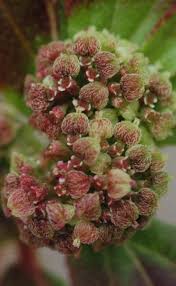 Image result for Euphorbia hirta