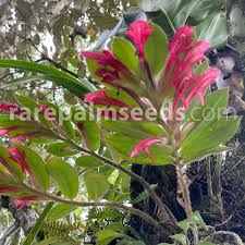 Image result for Chironia palustris