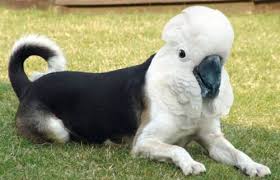 Check Out These Cool Dirds What S A Dird You Ask Find Out Animal Mashups Photoshopped Animals Funny Animals