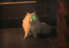 Want To Enhance Your Horror Movie Make Sure You Sign Up A Cat Free Cats Cats Cat House Plans