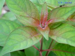 Image result for Hamelia patens