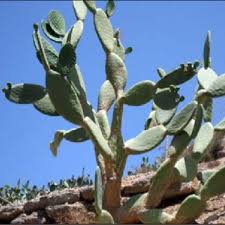 The prickly pear comes from a cactus plant that grows best in areas receiving full sun.3 a member of the cactaceae or cactus family, it's also known as historical medicinal uses are mainly attributed to prickly pear. Pdf Variability Of Carbohydrate Content In Prickly Pear Opuntia Ficus Indica L Mill Cladodes