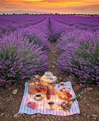 Good Morning Have A Nice Day Purple Rose Nature Facebook Good morning purple rose | good morning roses. purple rose nature