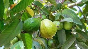 El árbol que resiste altas temperaturas: se puede cultivar en septiembre y necesita muy pocos cuidados