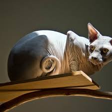 Featured in cats usa 2015 annual! Sphynx Cats What You Should Know Before You Buy One Pethelpful By Fellow Animal Lovers And Experts