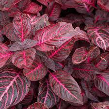 Image result for Iresine