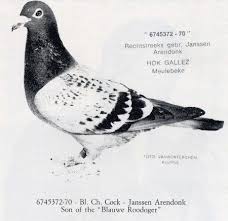 The Legends Of Pigeons Racing Racing Pigeons Welcome To Www Racingpigeons Biz Racing Pigeons Pigeon Racing Pigeon Lofts