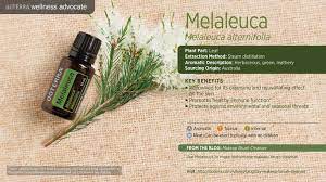 Tea Tree Essential Oil Has Countless Benefits Including Respiratory Health Natural Germ F Melaleuca Essential Oil Essential Oil Education Essential Oil Uses