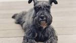 Terrier Mix - Pros and Cons of the Top Terrier Cross Breeds