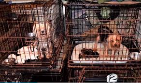 Lone star dog ranch recently attended an… 53 Dogs Seized From Puppy Mill One Dog Will Need Leg Amputated