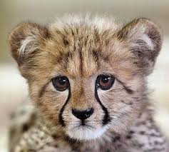 Do Not Kill My Parents In Danger Of Becoming Extinct Cute Animals Cute Baby Animals Wild Animal Park