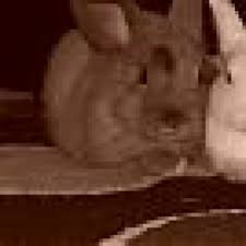 Ab wann hunde geschlechtsreif sind hängt nicht nur vom geschlecht ab: Ab Wann Ist Ein Hase Geschlechtsreif