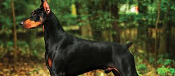 Kruz the doberman goes on an adventure to meet his pups. What Are The Smartest Dog Breeds Petfinder