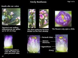 Image result for Basellaceae
