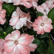 Image result for Impatiens sylvicola