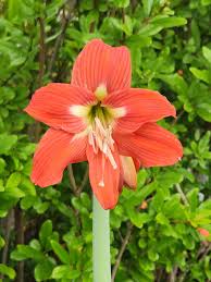 Image result for Hippeastrum