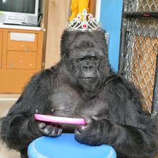 Queen For A Day Her Birth Day Koko Org Koko Gorilla Gorilla Cute Animals