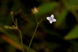 Image result for Oldenlandia herbacea