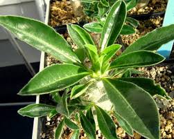 Image result for Pachycarpus eximius