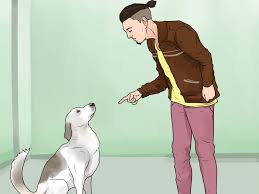 Vocal chords in the puppies will become active around 2 to 3 weeks of age, after they open their eyes and ears. 3 Ways To Stop Your Dog From Barking At Strangers Wikihow