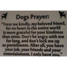 Well this video will send healing to your pet! Pet Products No Dog About It Blog