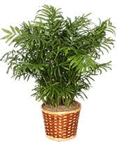 Checkout photos, prices & more for all listings. Plants From Flowers By Jodi Your Local Mi Florist And Flower Sho