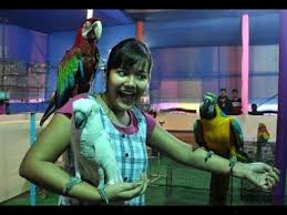 Pakhi Mela À¦ª À¦– À¦® À¦² Pakhi Pradarsani À¦ª À¦– À¦ª À¦°à¦¦à¦° À¦¶à¦¨ Bird Exhibition In Kolkata Dumdum Youtube Macau madrid malawi maldives marseille maryland evening maryland midday massachusetts evening massachusetts midday melbourne mexico city michigan evening michigan midday milwaukee midday. pakhi mela à¦ª à¦– à¦® à¦² pakhi pradarsani à¦ª à¦– à¦ª à¦°à¦¦à¦° à¦¶à¦¨ bird exhibition in kolkata dumdum