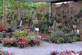 Sunshine Bromeliads Southwest Ranches Fl 954 252 3330 Southwest Ranches Plants Bromeliads