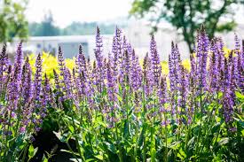 Blue by You – Bloomin' Easy