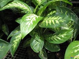 Watch Out For That Lovely Philodendron It Is Poisonous To Your Cat Ck Vets