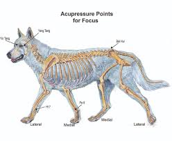 Help Your Dog Focus During Training With Acupressure