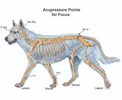 help your dog focus during training with acupressure