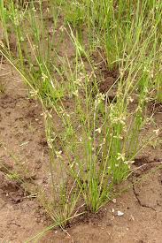 Image result for Schoenoplectus muricinux