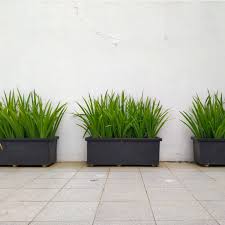 Image result for Dietes