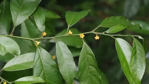 Image result for Pandaceae