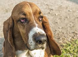 If your canine pal is exhibiting discomfort, redness, or even sensitivity to light, it's a good idea to consult your veterinarian. Ectropion In Dogs What S Wrong With My Dog S Eyes