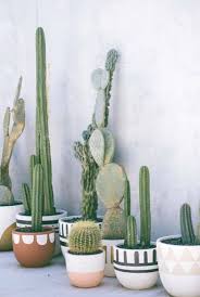 Check out the 13 best place to buy succulents online plus our reviews diy kits for gardeners who want to create their own planter or terrarium. Pin On Plants