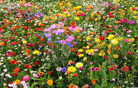 Wildflower Garden Collections In 2020 Wildflower Seeds Wildflower Garden Flower Field