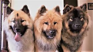 We are a show kennel based in the north east of scotland. United States Eurasier Club Usec Zooeasy